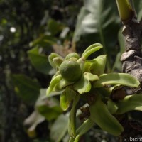 Careya arborea Roxb.